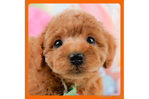 成約済の神奈川県のトイプードル-290052の1枚目