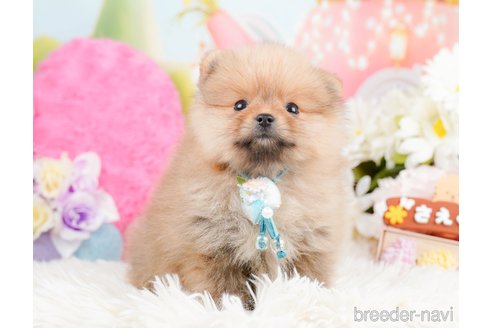 成約済の神奈川県のポメラニアン-290053の12枚目