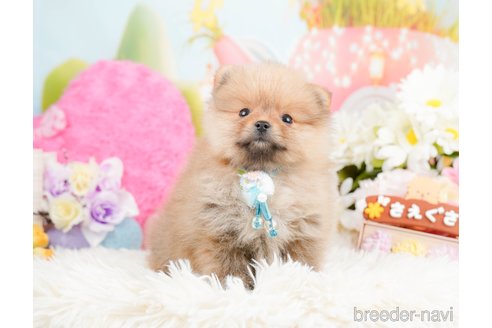 成約済の神奈川県のポメラニアン-290053の14枚目