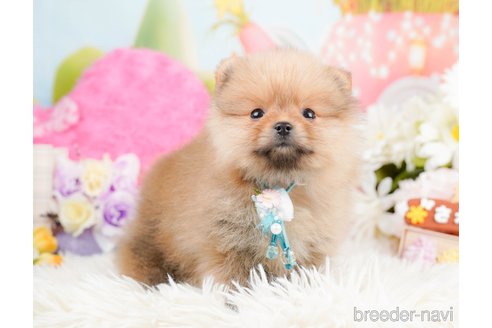 成約済の神奈川県のポメラニアン-290053の8枚目