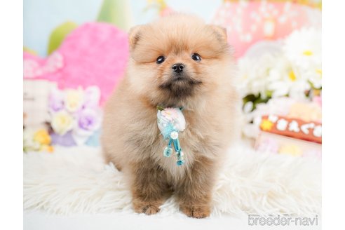 成約済の神奈川県のポメラニアン-290053の9枚目