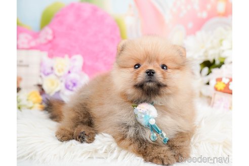 成約済の神奈川県のポメラニアン-290053の10枚目