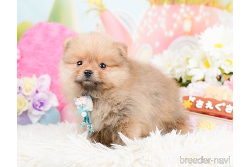 成約済の神奈川県のポメラニアン-290053の11枚目