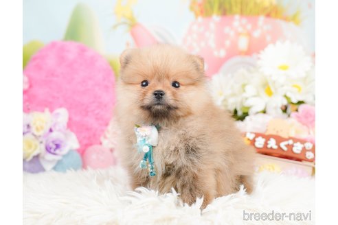 成約済の神奈川県のポメラニアン-290053の3枚目