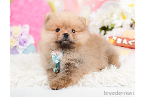 成約済の神奈川県のポメラニアン-290053の4枚目