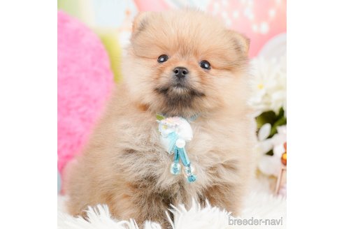 成約済の神奈川県のポメラニアン-290053の5枚目