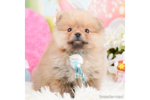 成約済の神奈川県のポメラニアン-290053の6枚目