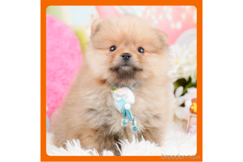 成約済の神奈川県のポメラニアン-290053の1枚目