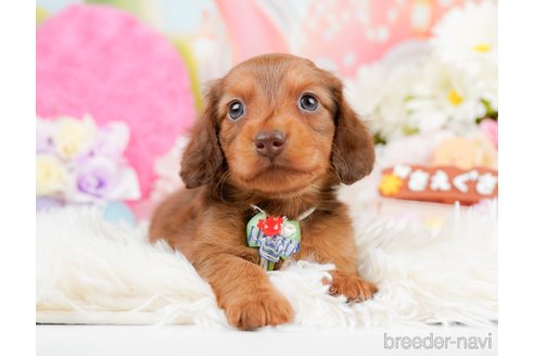 成約済の神奈川県のミニチュアダックスフンド(ロングヘアード)-290055の12枚目