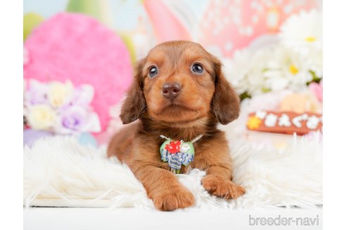 成約済の神奈川県のミニチュアダックスフンド(ロングヘアード)-290055の4枚目