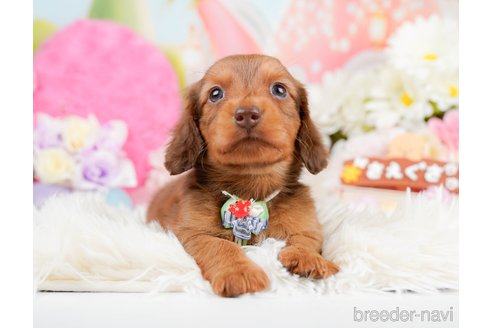 成約済の神奈川県のミニチュアダックスフンド(ロングヘアード)-290055の5枚目