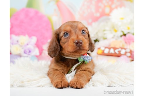 成約済の神奈川県のミニチュアダックスフンド(ロングヘアード)-290055の6枚目