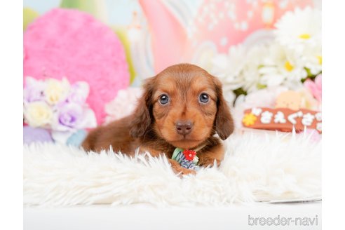 成約済の神奈川県のミニチュアダックスフンド(ロングヘアード)-290055の7枚目