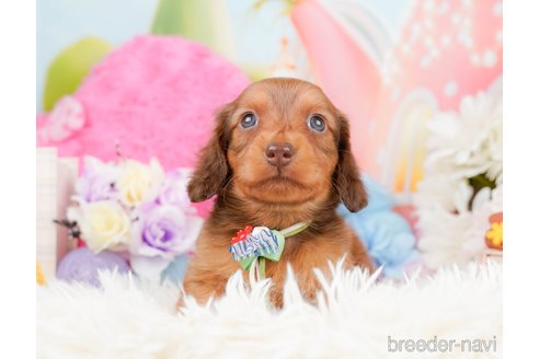 成約済の神奈川県のミニチュアダックスフンド(ロングヘアード)-290055の8枚目