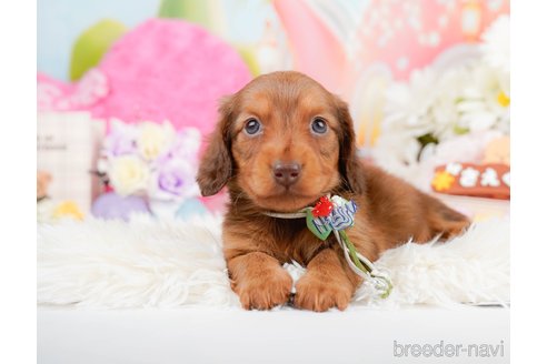 成約済の神奈川県のミニチュアダックスフンド(ロングヘアード)-290055の9枚目