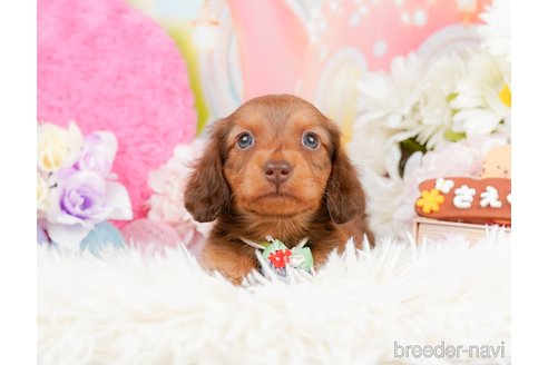 成約済の神奈川県のミニチュアダックスフンド(ロングヘアード)-290055の10枚目