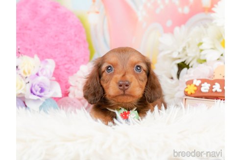 成約済の神奈川県のミニチュアダックスフンド(ロングヘアード)-290055の11枚目