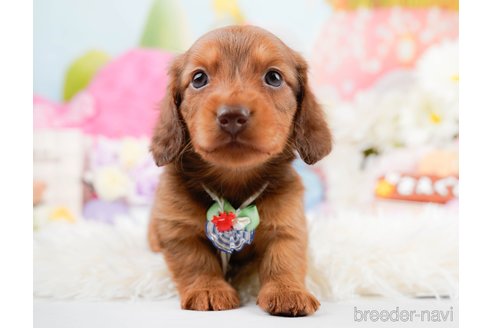 成約済の神奈川県のミニチュアダックスフンド(ロングヘアード)-290055の3枚目