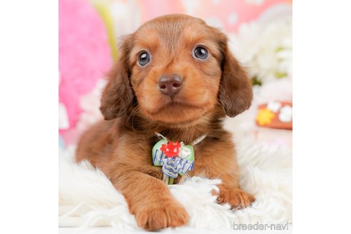 成約済の神奈川県のミニチュアダックスフンド(ロングヘアード)-290055