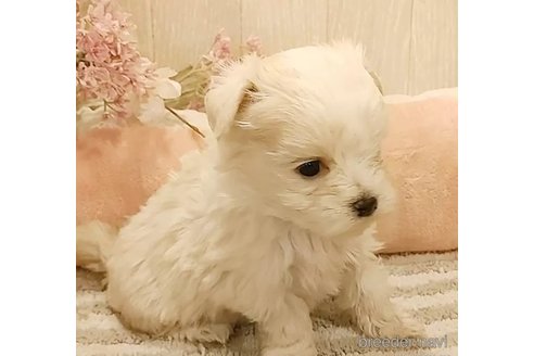 成約済の愛知県のマルチーズ-290095の5枚目