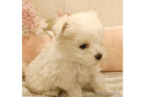 成約済の愛知県のマルチーズ-290095の2枚目