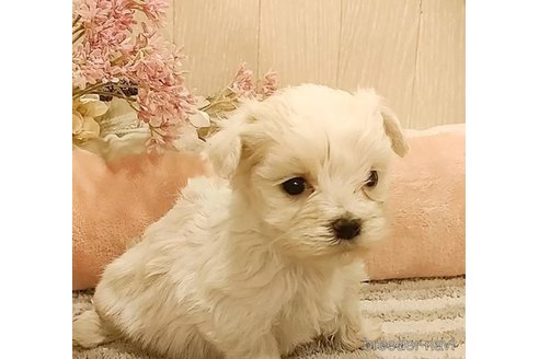 成約済の愛知県のマルチーズ-290096の5枚目
