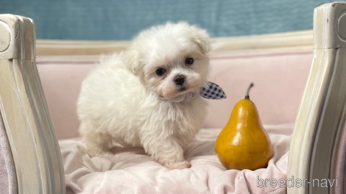 子犬