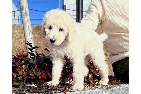 成約済の愛知県のスタンダードプードル-290108の2枚目