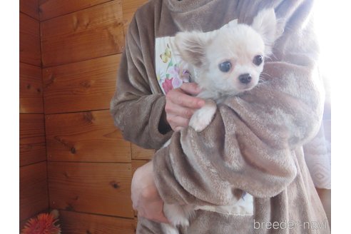 成約済の愛知県のチワワ(ロングコート)-250137の4枚目