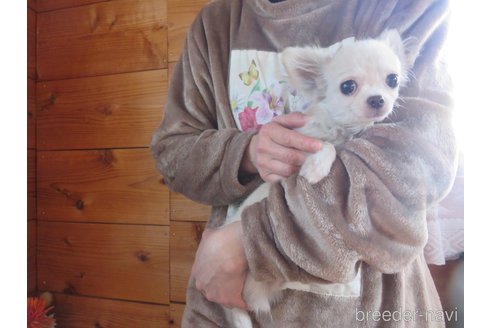 成約済の愛知県のチワワ(ロングコート)-250137の3枚目