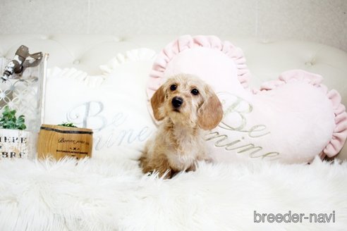 成約済の佐賀県のミニチュアダックスフンド(ワイヤーヘアード)-290126の5枚目