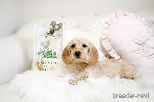 成約済の佐賀県のミニチュアダックスフンド(ワイヤーヘアード)-290126の4枚目