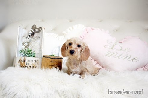 成約済の佐賀県のミニチュアダックスフンド(ワイヤーヘアード)-290126の3枚目