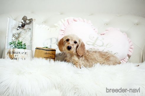 成約済の佐賀県のミニチュアダックスフンド(ワイヤーヘアード)-290126の2枚目