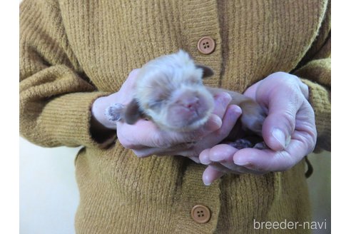 成約済の愛知県のアメリカンコッカースパニエル-290132の11枚目