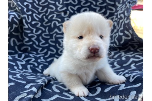 成約済の広島県の柴犬-290157の4枚目