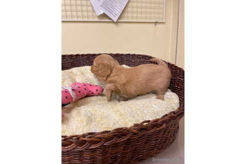 成約済の愛知県のミニチュアダックスフンド(ロングヘアード)-290189の4枚目