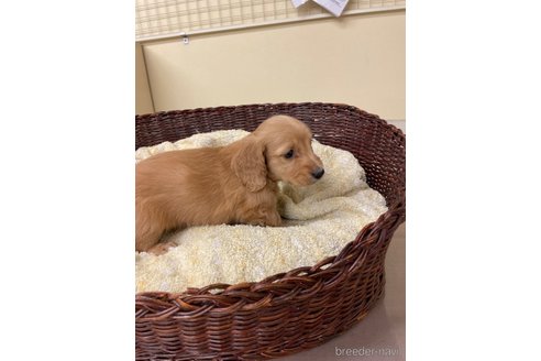 成約済の愛知県のミニチュアダックスフンド(ロングヘアード)-290189の5枚目