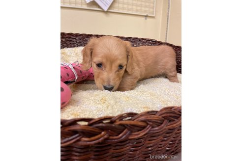 成約済の愛知県のミニチュアダックスフンド(ロングヘアード)-290189の2枚目