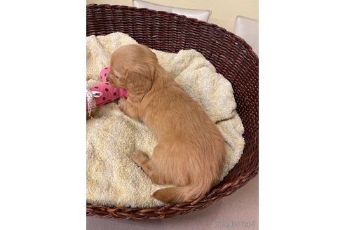 成約済の愛知県のミニチュアダックスフンド(ロングヘアード)-290189の3枚目