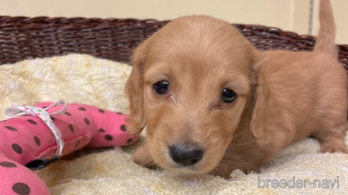 成約済の愛知県のミニチュアダックスフンド(ロングヘアード)-290189の1枚目