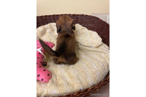 成約済の愛知県のミニチュアダックスフンド(ロングヘアード)-290190の2枚目