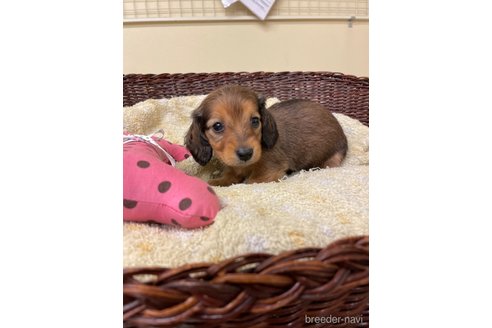 成約済の愛知県のミニチュアダックスフンド(ロングヘアード)-290190の3枚目