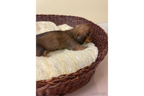 成約済の愛知県のミニチュアダックスフンド(ロングヘアード)-290190の4枚目