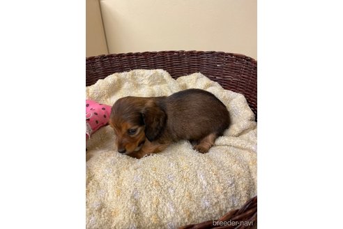 成約済の愛知県のミニチュアダックスフンド(ロングヘアード)-290190の5枚目