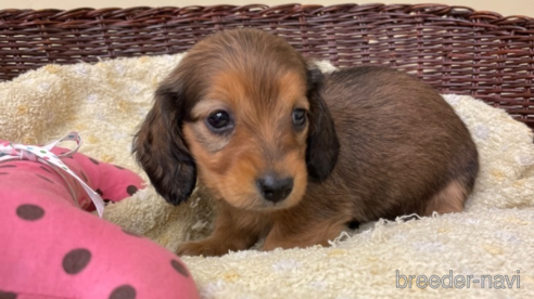 成約済の愛知県のミニチュアダックスフンド(ロングヘアード)-290190の1枚目