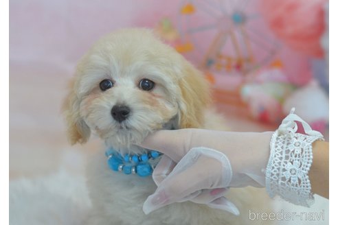 成約済の埼玉県のチワプー:チワワ×トイプードル-284313の24枚目