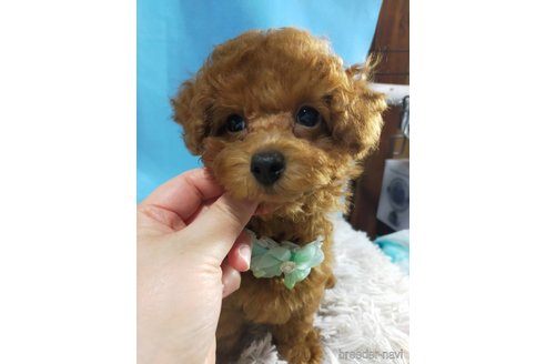 成約済の神奈川県のタイニープードル-284235の8枚目