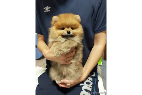 成約済の神奈川県のポメラニアン-282359の5枚目