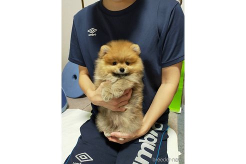 成約済の神奈川県のポメラニアン-282359の3枚目